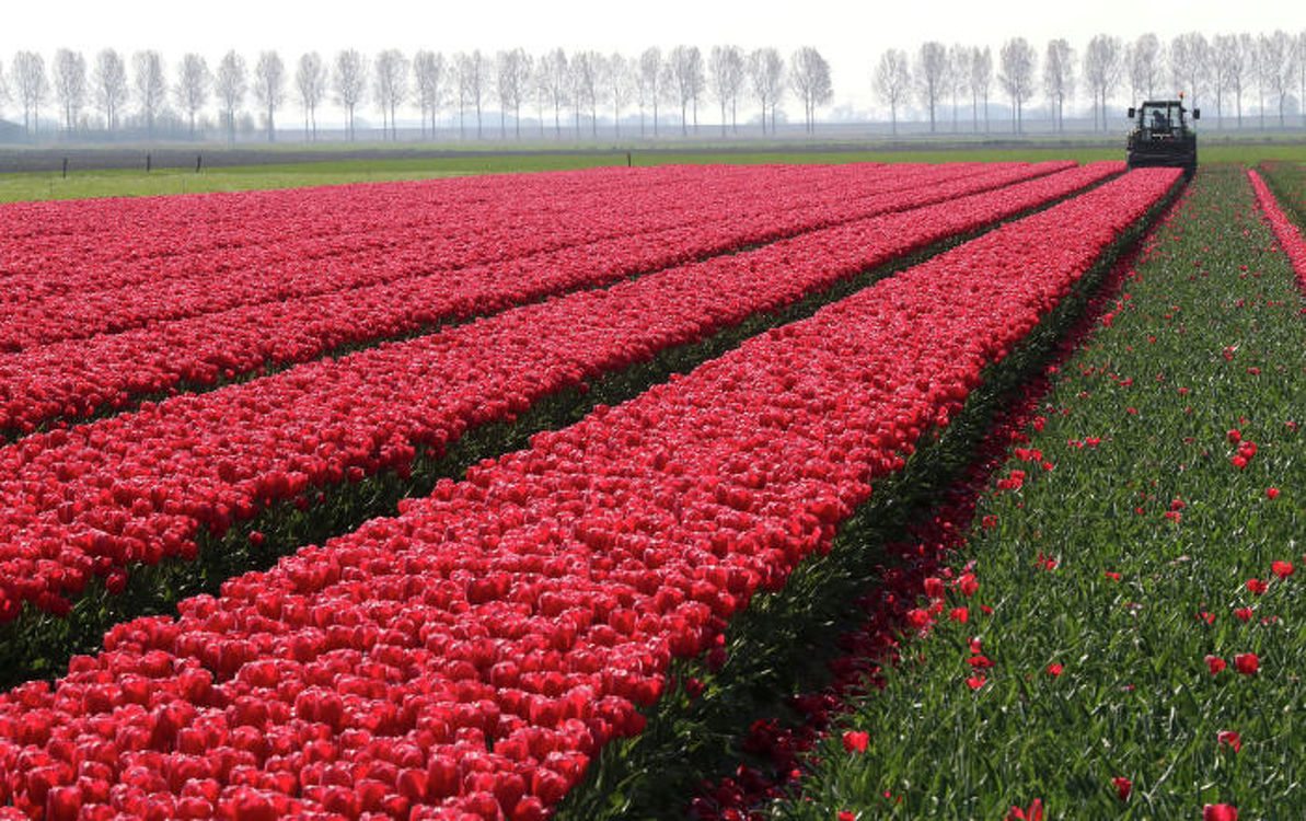 В Нидерландах уничтожили 400 млн цветов из-за COVID — в основном тюльпаны — Today.kg