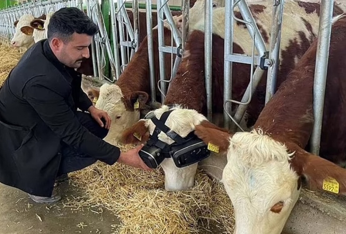 Турецкий фермер купил VR-очки своим коровам и поднял надои — Today.kg