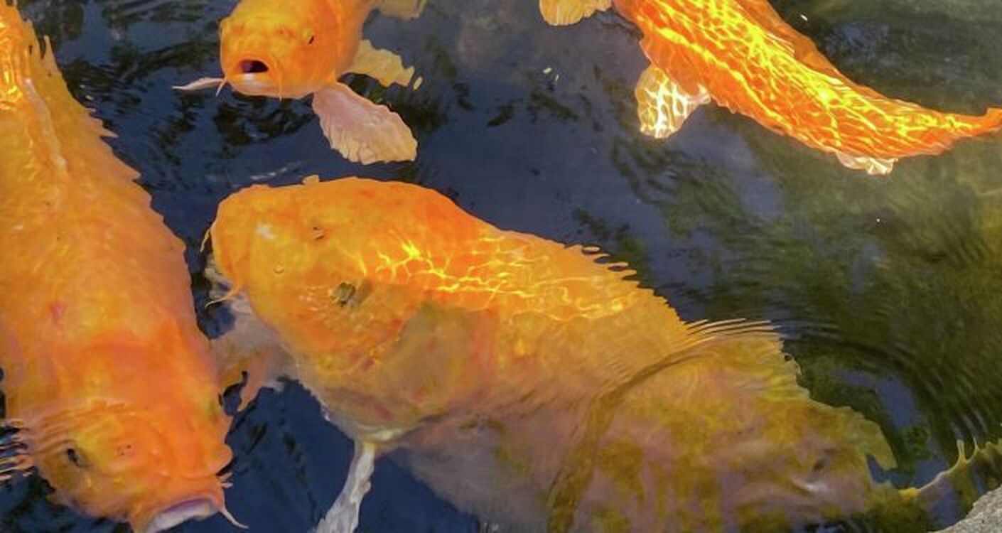 Рыбки из аквариумов становятся огромными и поедают обитателей озер в США — Today.kg