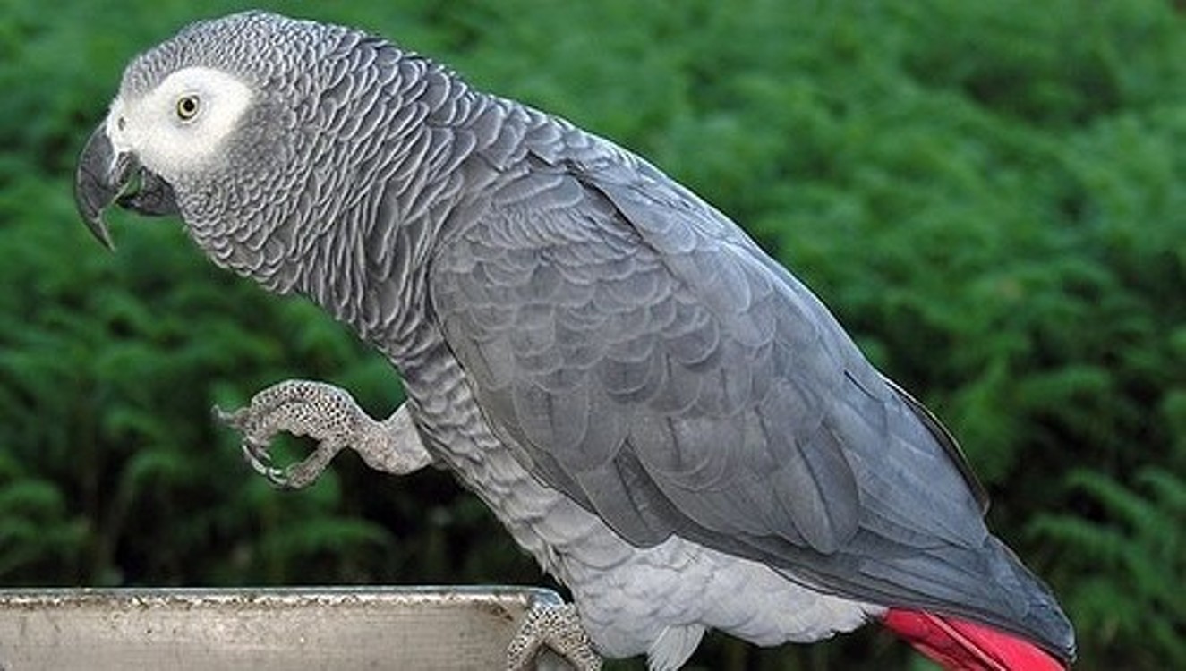 В зоопарке в Англии пять попугаев провоцировали друг друга материться и оскорбляли посетителей. Их пришлось разделить — Today.kg