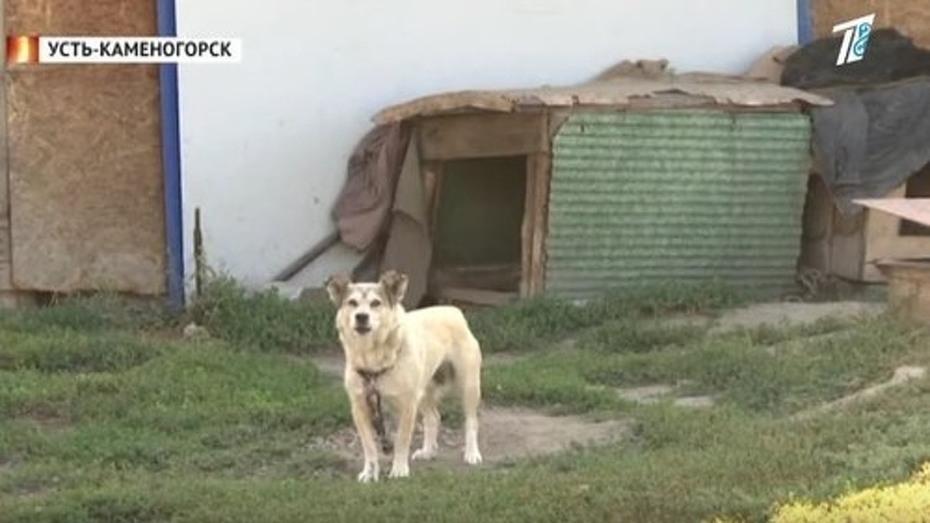 В Казахстане неизвестные забили гвозди в голову живой собаки — Today.kg