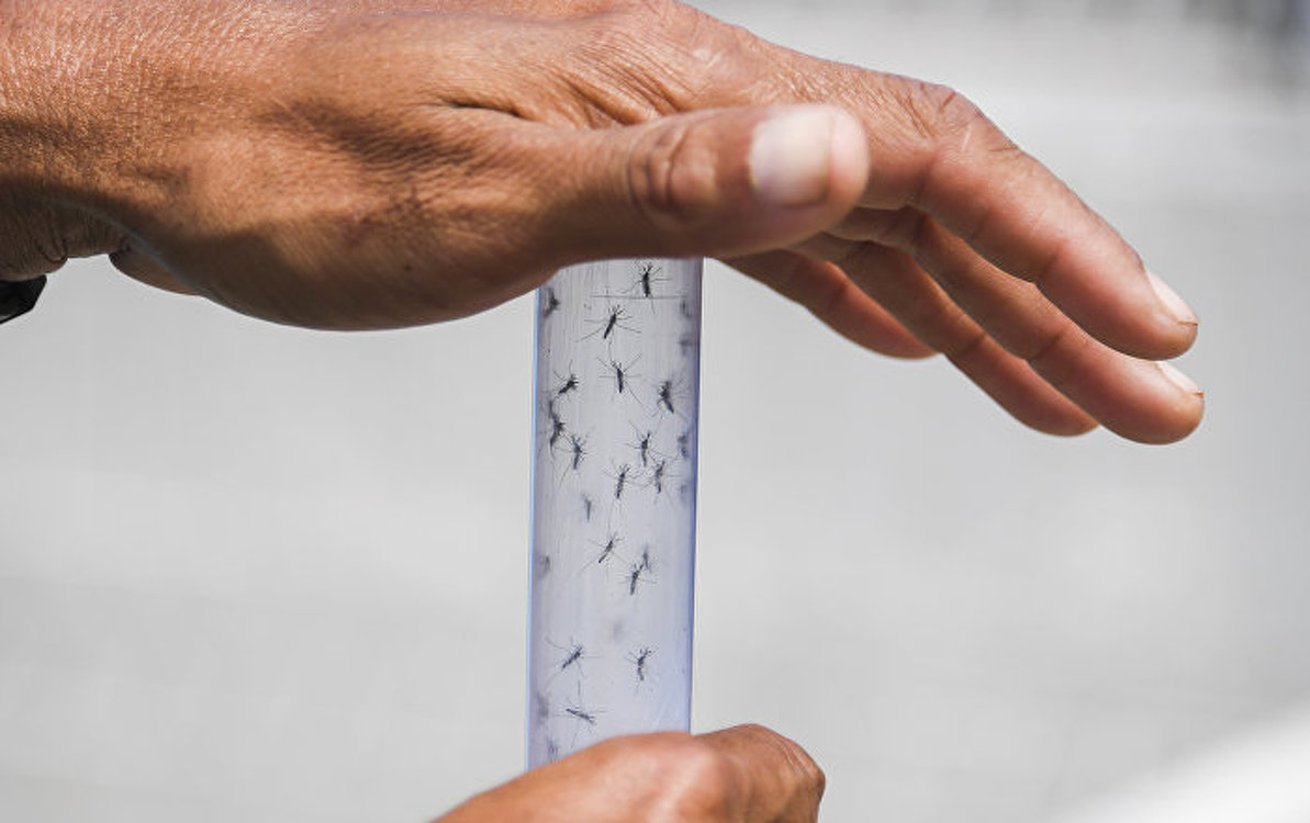 Будут ли мухи и комары разносчиками COVID-19 — мнение ученых — Today.kg