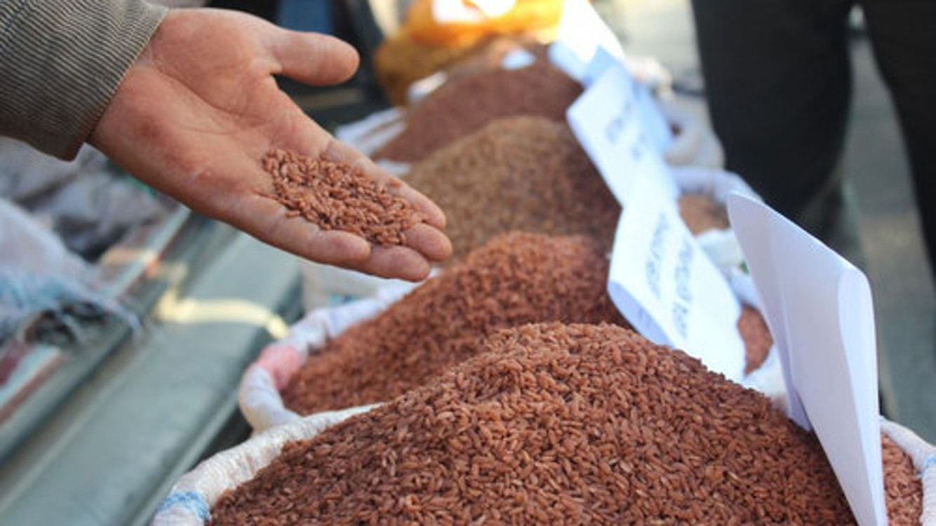 Кыргызстан за 2019 год увеличил производство риса на 40%, - статистика — Today.kg