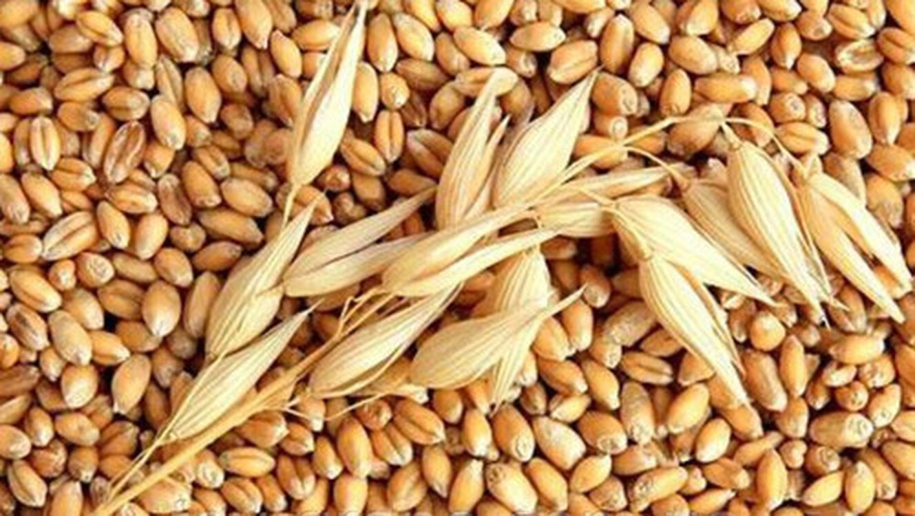 В странах Центральной Азии из-за засухи ожидается снижение урожая пшеницы  - ФАО — Today.kg