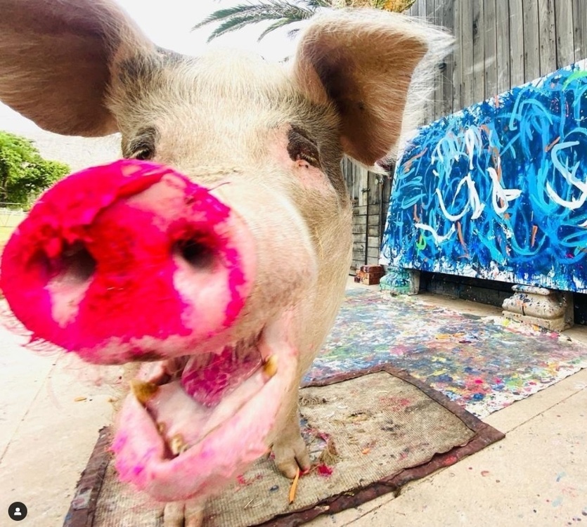 В Южной Африке обнаружили первую в мире свинью-художника — Today.kg