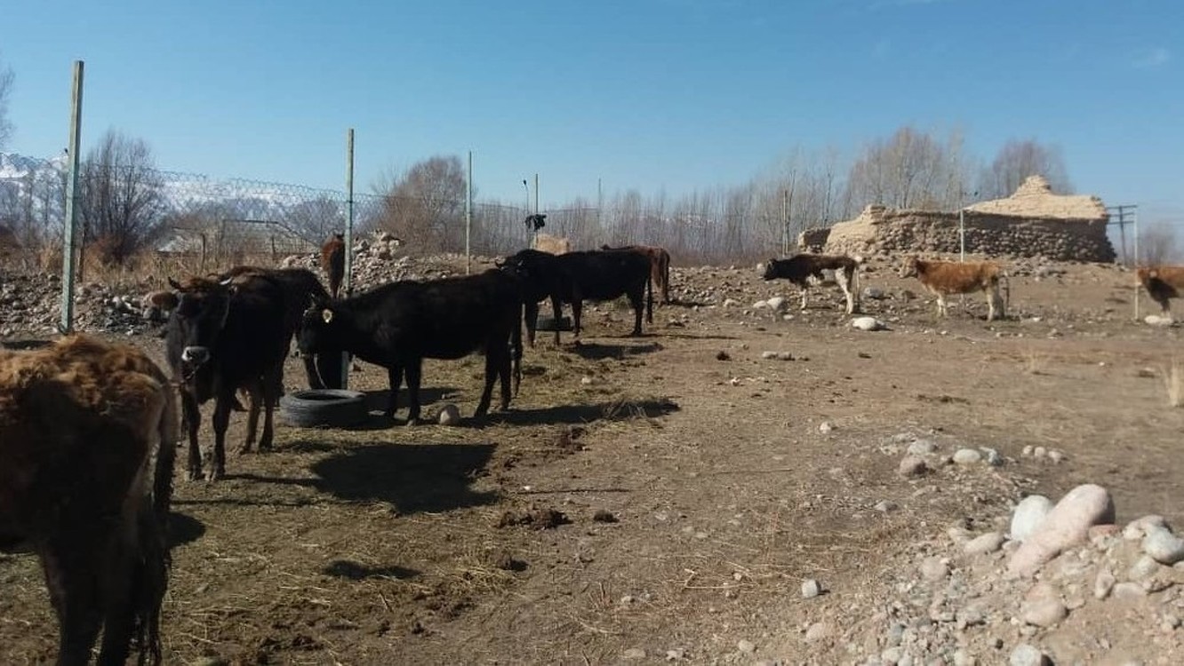 На Иссык-Куле 10 нуждающимся семьям передали по корове. Фото — Today.kg