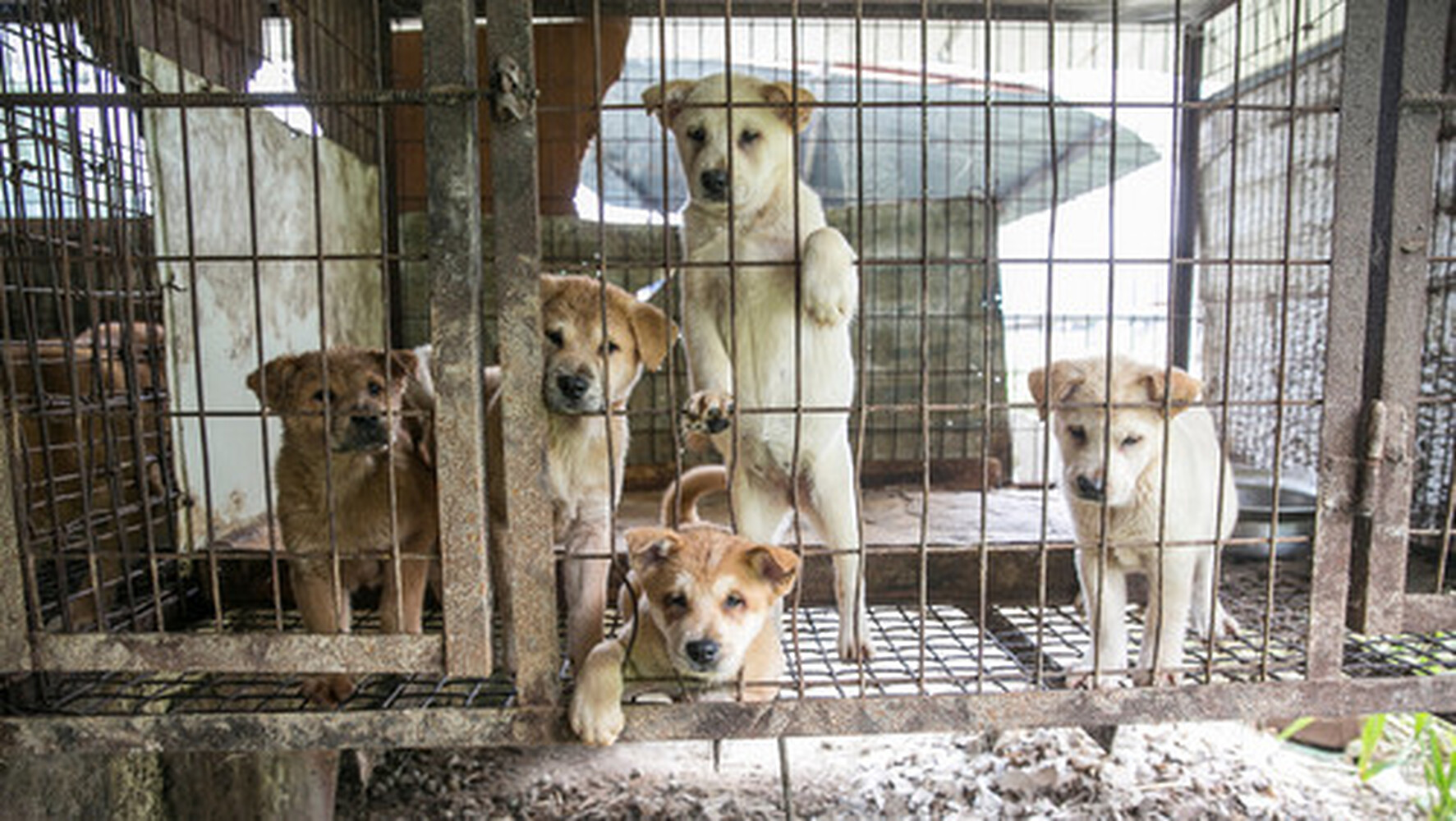 В Южной Корее хотят запретить есть собак — Today.kg