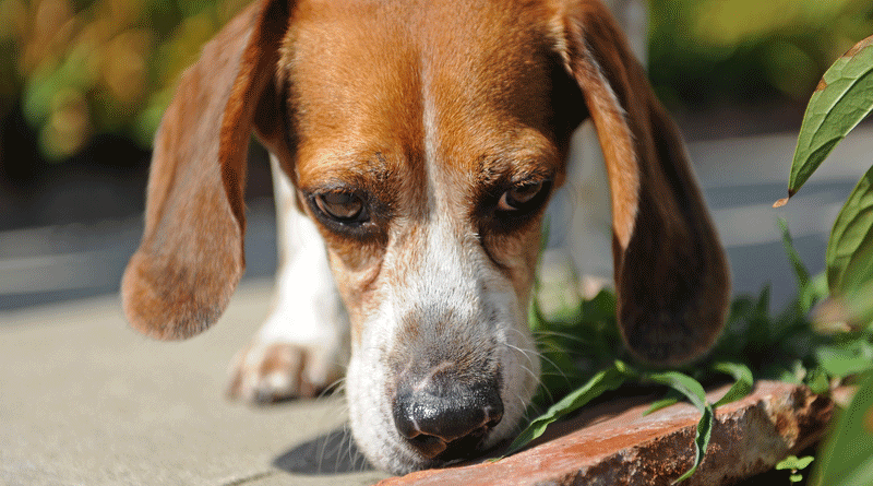 Собаки могут определять COVID-19 с точностью до 94 процентов, заявляют ученые — Today.kg