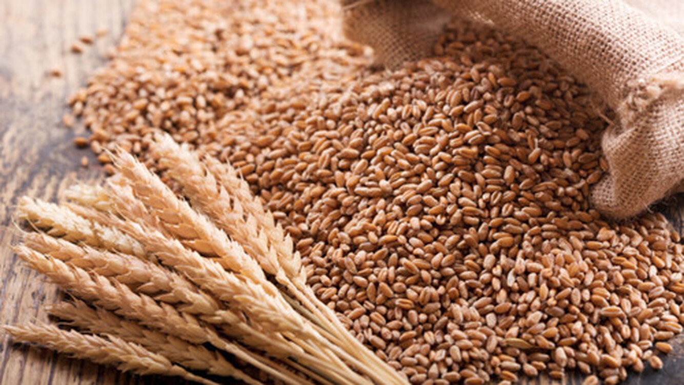 Мировые цены на зерно в апреле снизились на 0,4% — Today.kg