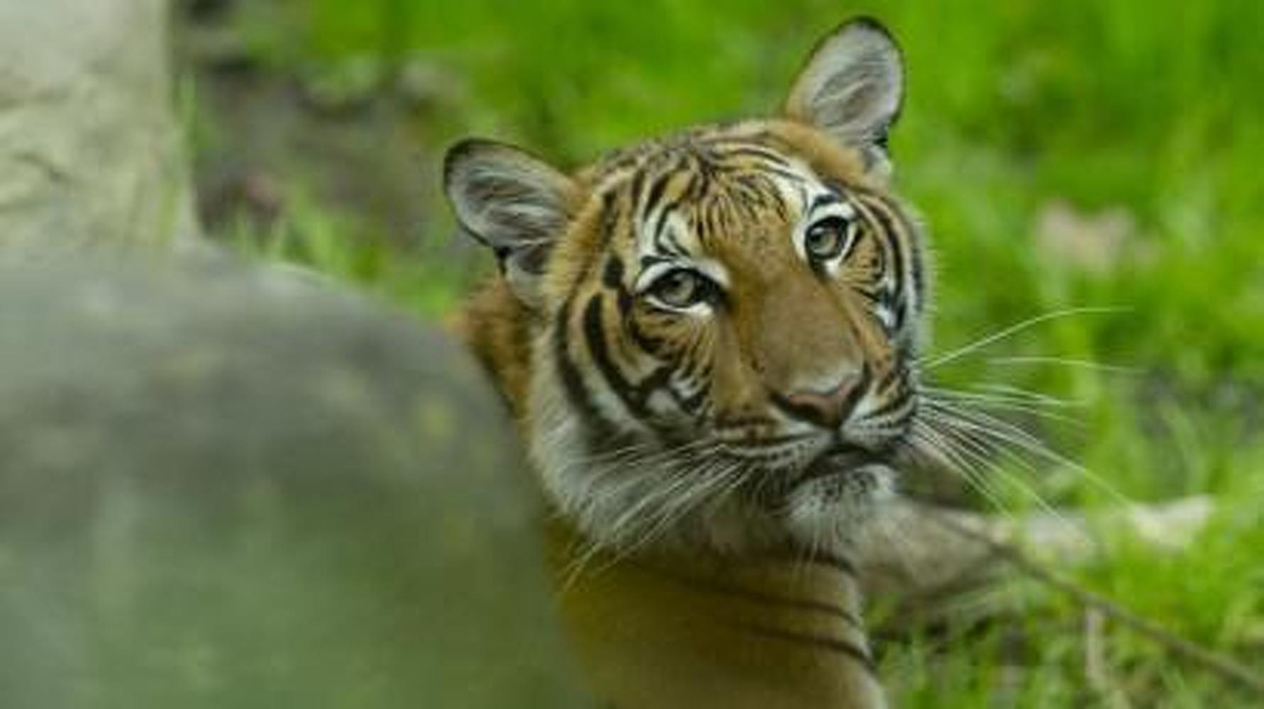 В зоопарках Нью-Йорка заразились коронавирусом семь хищников — четыре тигра и три льва — Today.kg
